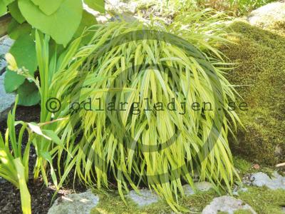 Hakonechloa macra 'Aureola' Hakonechloa macra 'Aureola'