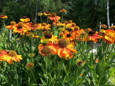Helenium (Autumnale-Gruppen) 'Sahin's Early Flowerer' Helenium (Autumnale-Gruppen) 'Sahin's Early Flowerer'