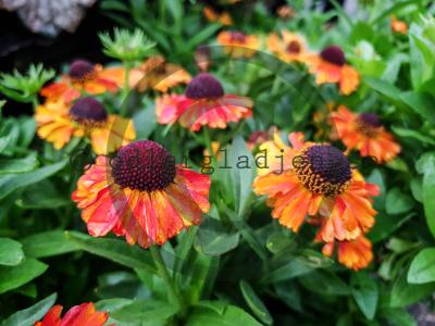 Helenium (Autumnale-Gruppen) 'Short 'n' Sassy' Helenium (Autumnale-Gruppen) 'Short 'n' Sassy'