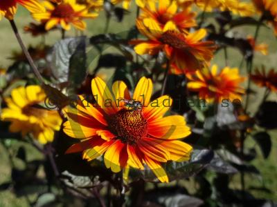 Heliopsis helianthoides 'Burning Hearts'