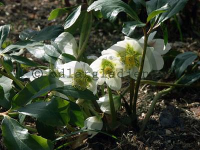 Helleborus niger Helleborus niger