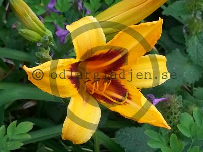 Hemerocallis 'Bonanza'