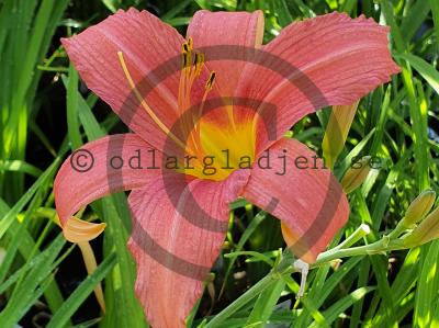 Hemerocallis 'Pink Damask'