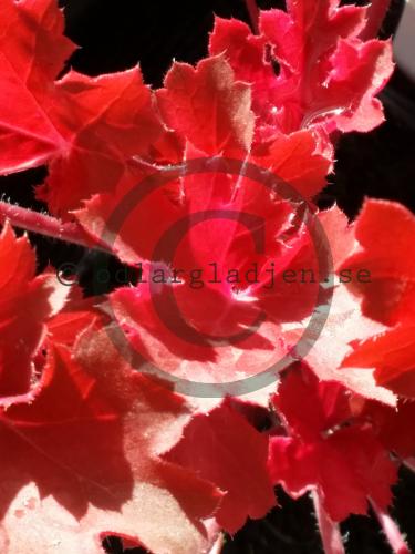Heuchera 'Cherry Cola'