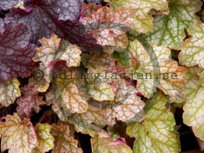 Heuchera 'Ginger Ale' Heuchera 'Ginger Ale'