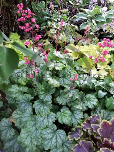 Heuchera 'Paris' Heuchera 'Paris'