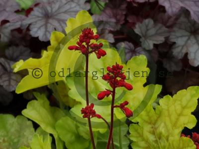 Heuchera 'Tokyo'
