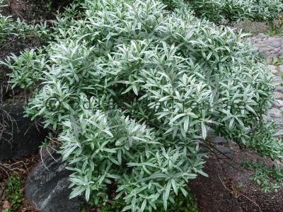 Hippophae rhamnoides 'Hikul' Hippophae rhamnoides 'Hikul'
