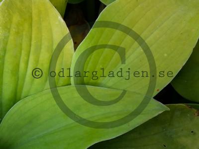 Hosta 'Birchwood Parky's Gold' Hosta 'Birchwood Parky's Gold'