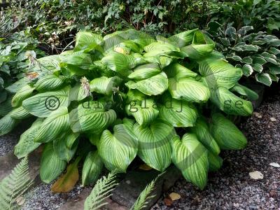 Hosta 'Guacamole' Hosta 'Guacamole'