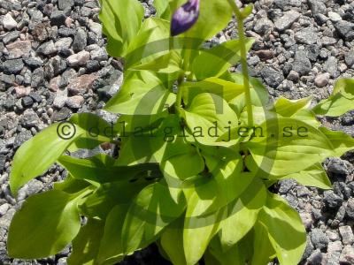 Hosta 'Hydon Sunset'