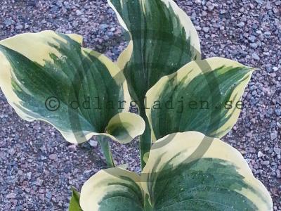 Hosta 'Liberty' Hosta 'Liberty'