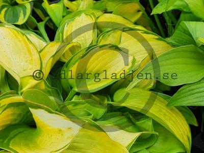 Hosta 'Paradigm' Hosta 'Paradigm'