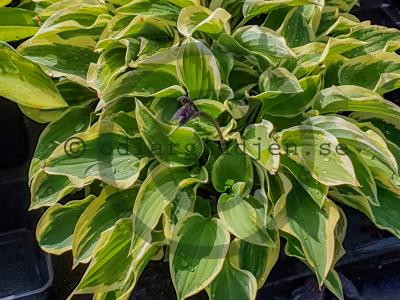 Hosta 'Pilgrim' Hosta 'Pilgrim'