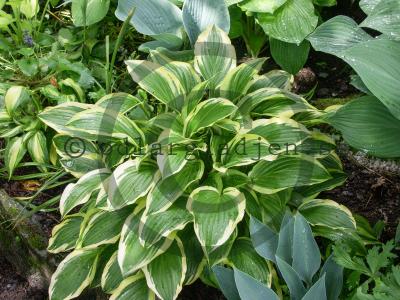 Hosta 'Queen Josephine'
