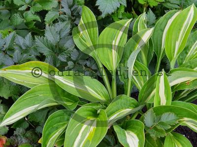 Hosta (Fortunei-Gruppen) 'Snake Eyes' Hosta (Fortunei-Gruppen) 'Snake Eyes'