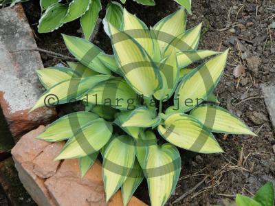 Hosta (Tardiana-Gruppen) 'June' Hosta (Tardiana-Gruppen) 'June'