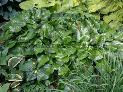 Hosta ventricosa