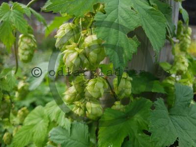 Humulus lupulus 'Viala'