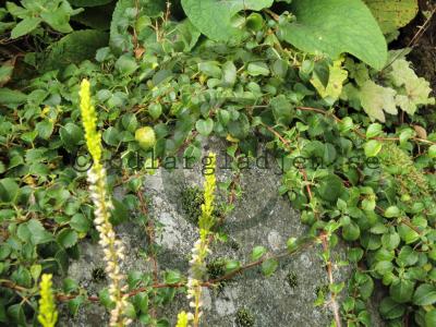Hydrangea anomala ssp. petiolaris &#039;Cordifolia&#039;