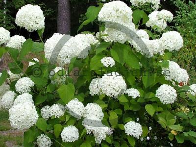 Hydrangea arborescens 'Annabelle'