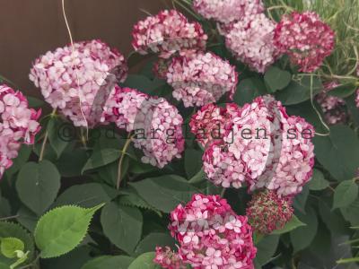 Hydrangea arborescens RUBY ANNABELLE 'NCHA3'