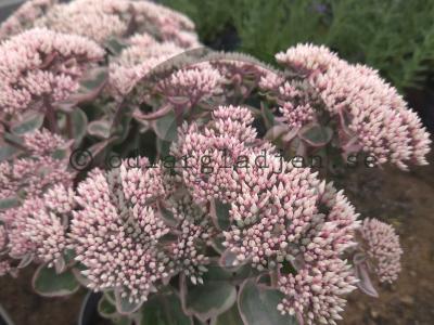 Hylotelephium telephium LA VIE EN ROSE 'Florsegwl'