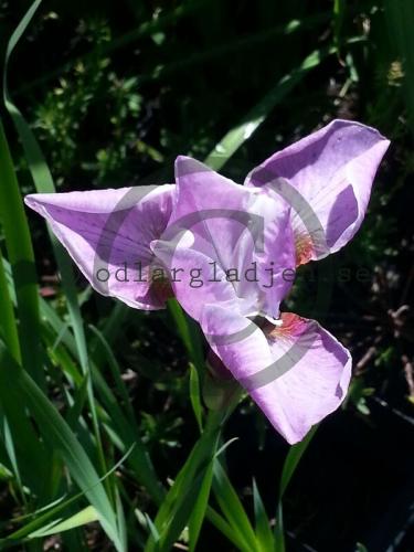 Iris (Sibirica-Gruppen) &#039;Pink Haze&#039;