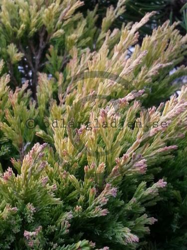 Juniperus horizontalis &#039;Limeglow&#039;