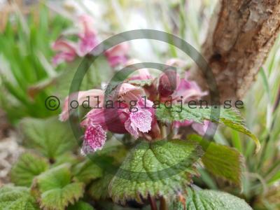 Lamium orvala