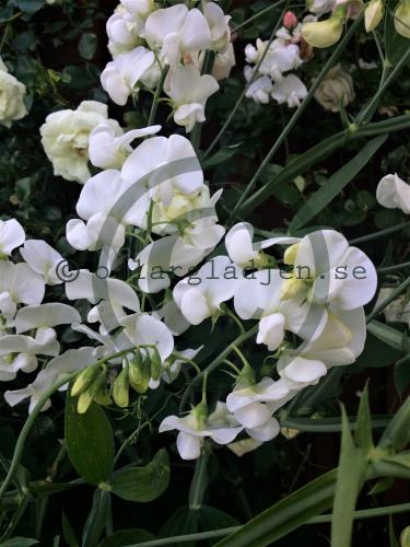 Lathyrus latifolius 'White Pearl' Lathyrus latifolius 'White Pearl'