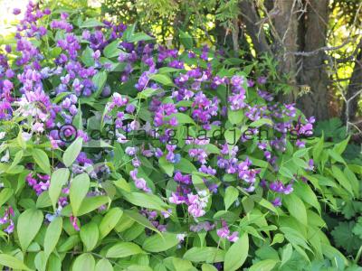 Lathyrus vernus Lathyrus vernus