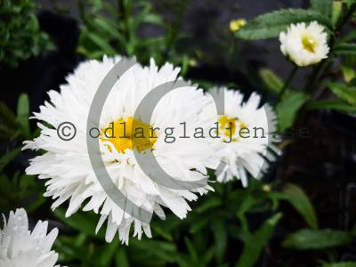 Leucanthemum x superbum OOH LA LASPIDER 'Laspider'