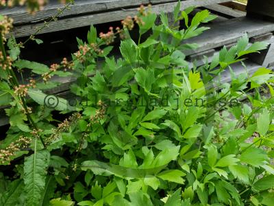 Levisticum officinale Levisticum officinale