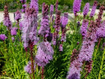 Liatris spicata 'Floristan Violett' Liatris spicata 'Floristan Violett'