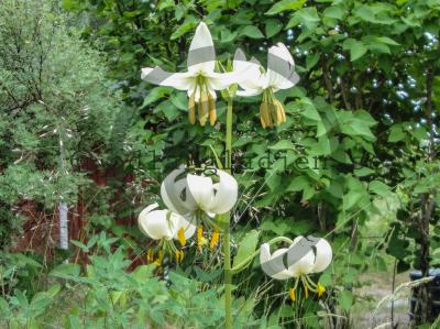 Lilium martagon var. album