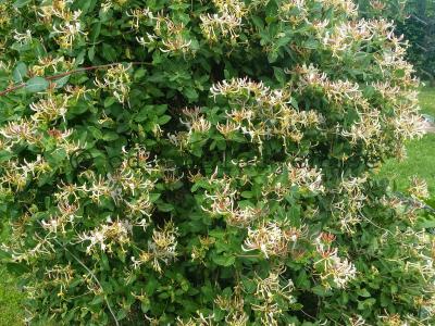 Lonicera caprifolium 'Inga' Lonicera caprifolium 'Inga'