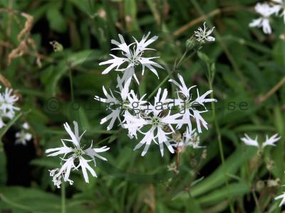Lychnis flos-cuculi 'White Robin' Lychnis flos-cuculi 'White Robin'