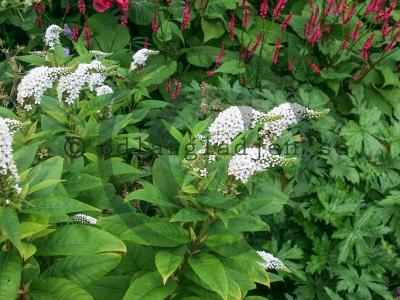 Lysimachia clethroides Lysimachia clethroides