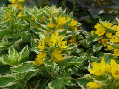Lysimachia punctata 'Alexander' Lysimachia punctata 'Alexander'