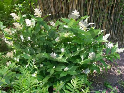 Maianthemum racemosum