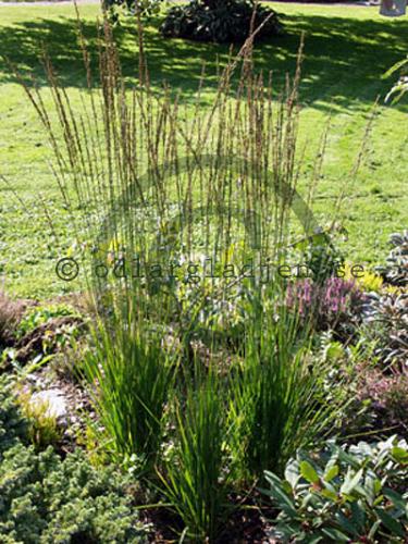 Molinia caerulea 'Moorhexe'