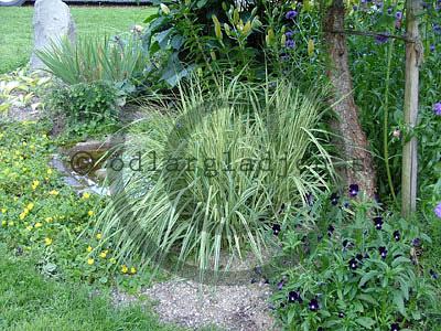 Molinia caerulea 'Variegata'