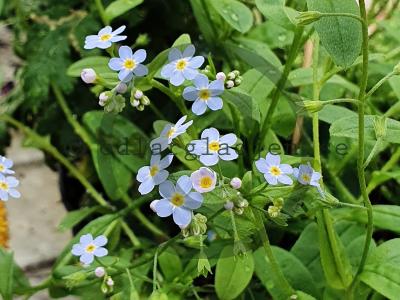 Myosotis scorpioides Myosotis scorpioides
