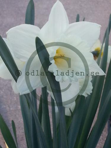 Narcissus pseudonarcissus &#039;Mount Hood&#039;