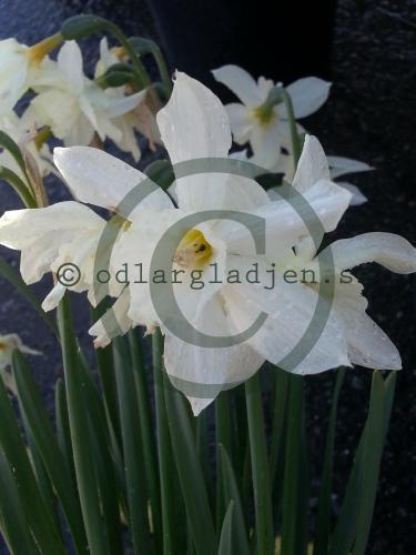 Narcissus (Triandrus-Gruppen) &#039;Thalia&#039;