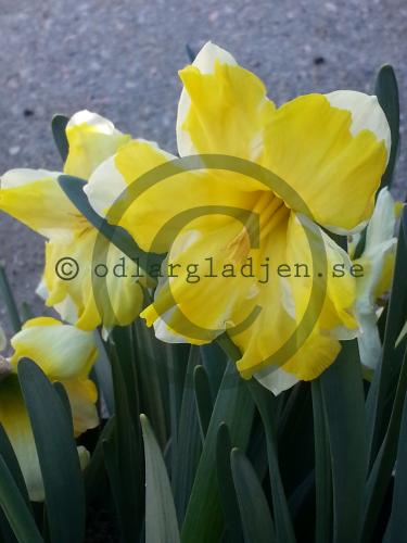 Narcissus x incomparabilis &#039;Cassata&#039;