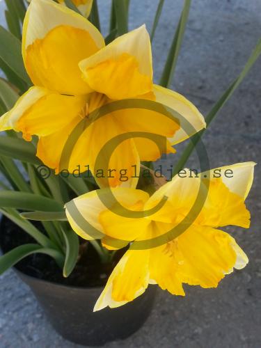 Narcissus x incomparabilis &#039;Chanterelle&#039;