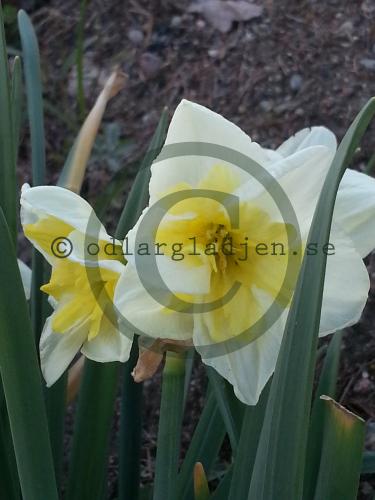 Narcissus x incomparabilis &#039;Smiling Twin&#039;