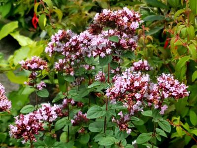 Origanum 'Rosenkuppel' Origanum 'Rosenkuppel'